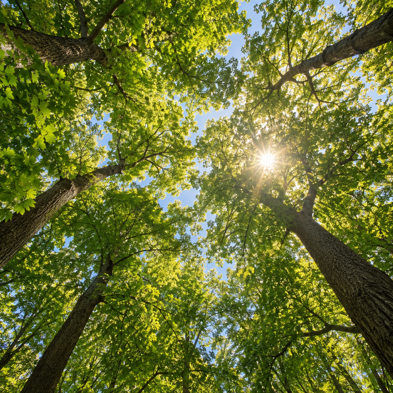 Sunlight filtering through a flourishing forest canopy